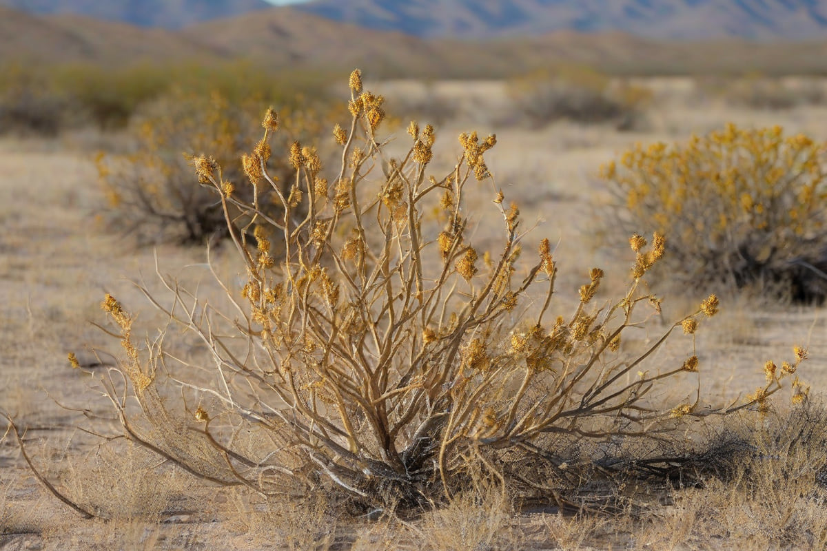 Sharply detailed South Texas brushland with mesquite and prickly pear on pale caliche soil under a clear blue sky